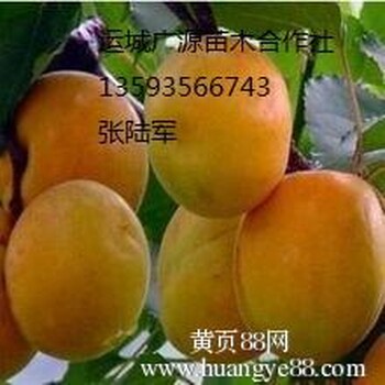 杏树苗、1米以上杏树苗大量出售