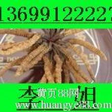石家莊回收冬蟲夏草東阿阿膠淡干海參老阿膠燕窩鹿茸