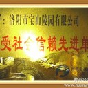 洛陽(yáng)遷墳團(tuán)購(gòu)最低價(jià)，行業(yè)最低空前震撼！