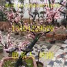 蘇州花木市場蘇州苗木市場蘇州樹木市場蘇州樹苗市場