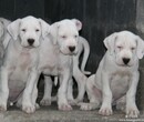 贵阳杜高犬价格贵阳杜高犬养殖场贵阳杜高犬训练基地图片