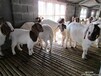 贵州六盘水市波尔山羊养殖场/波尔山羊种羊价格/养羊技术