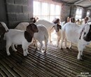 乌当区波尔山羊价格波尔山羊养殖成本波尔山羊养殖技术