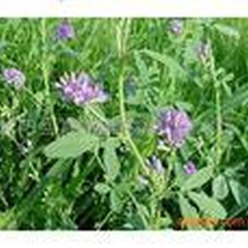 苜蓿種子批發(fā)紫花苜蓿種子批發(fā)牧草種子批發(fā)