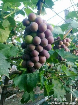 湖北荆州大量葡萄上市