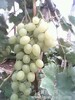 河北饒陽葡萄種植基地正在出售溫室大棚葡萄