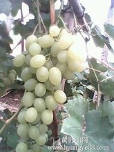 河北饒陽葡萄種植基地正在出售溫室大棚葡萄圖片
