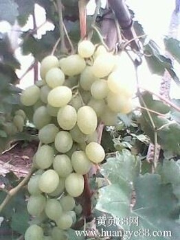 河北饶阳葡萄种植基地正在出售温室大棚葡萄