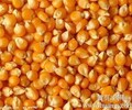 湖南饲料厂求购玉米大豆小麦等