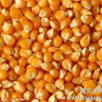 湖南饲料厂求购玉米大豆小麦等