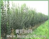 邯郸西府海棠批发价格曙光供应商节前销售