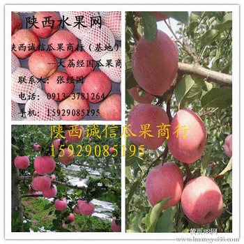 陕西红富士苹果价格纸袋膜袋冰糖心红富士苹果产地