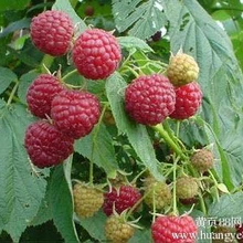 2017-2020年中國樹莓種植前景和種植前途