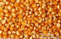湖南李经理求购玉米大豆麸皮等图片0