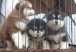 云南宣威有没有狗场有没有卖狗的地方狗场阿拉斯加常年出售