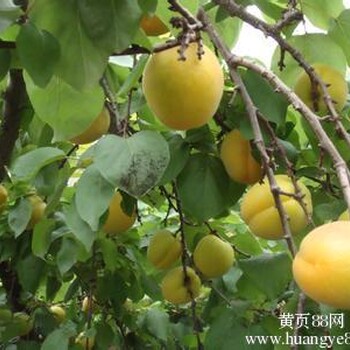 大荔县地处黄河湿地杏子品质好大棚杏子面积大