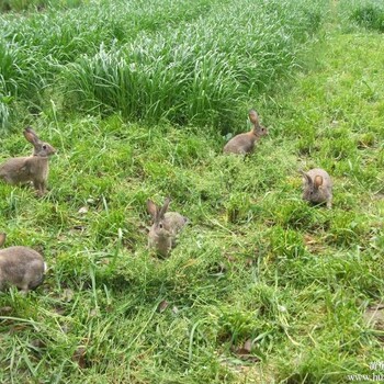 湖南野兔种苗养殖基地