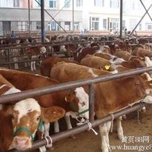 唐山魯西黃牛養(yǎng)殖場(chǎng)魯西黃牛養(yǎng)殖基地