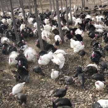 供应荷风畜禽养殖合作社火鸡火鸡是冬季进补的佳营养佳品
