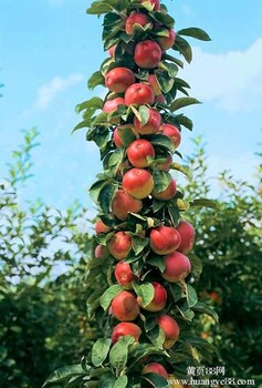 临沂柱状苹果苗，柱状苹果苗种植方法，润太一号苹果苗，及接穗