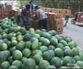 殷雄农副产品有限公司推出园花瓜，精品8424礼品瓜，黑无籽