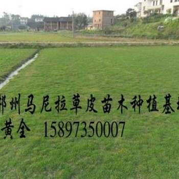 贵州草皮的种植草坪品种草坪出售