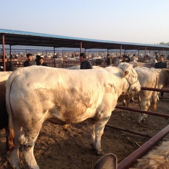 黑山肉牛牲畜交易市场