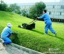 天河绿化养护广州市砍树广州市挖树广州市修剪草坪