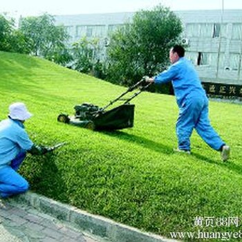 增城绿化养护广州市砍树广州市挖树广州市修剪草坪