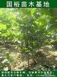 8公分法桐7公分悬铃木2017年8公分法国梧桐优质苗木价格图片