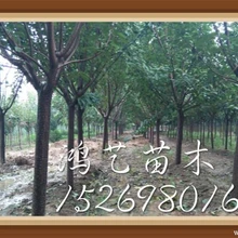 泰安櫻花-泰安櫻花價格