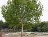  Quotation of deciduous trees: Sapium sebiferum, stinking toon, acacia, pistacia chinensis, persimmon pentagonal maple