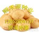 荷兰土豆种子大土豆种子东北土豆种子价格图片