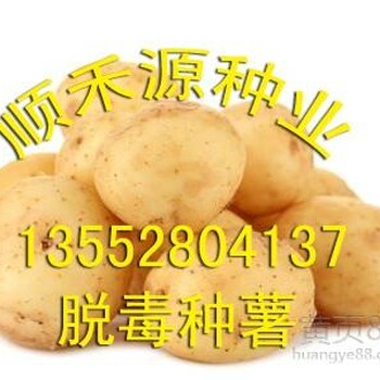 荷兰土豆种子大土豆种子东北土豆种子价格