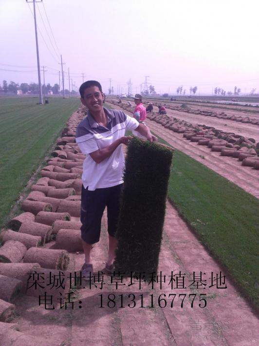 阳泉草坪榆次草坪长治草坪草坪种植