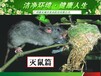 广州正规灭鼠公司，广州灭老鼠公司，广州专业灭老鼠