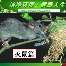 广州专业除老鼠、灭鼠公司上门多少钱?家庭灭老鼠公司