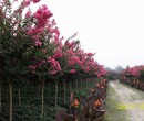 木本花卉报价：紫薇、百日红、深山含笑、香樟树、国槐树、香花槐图片