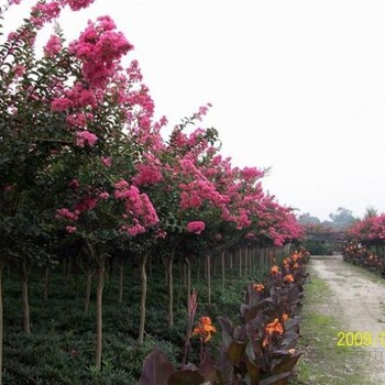 木本花卉报价：紫薇、百日红、深山含笑、香樟树、国槐树、香花槐