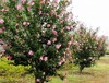木本花卉价格：花石榴、寿星桃、樱花木槿、木绣球木芙蓉、红叶李