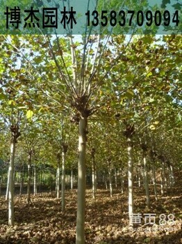 11公分法桐价格3.2米截杆两年冠速生法桐树