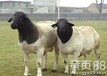 杜寒杂交绵羊黑白山羊养殖纯种波尔山羊肉羊价格黑山羊低价