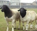 养殖场供应多品种白山羊肉羊纯种波尔山羊羊羔肉羊苗批发