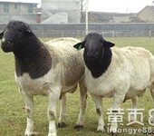 绵羊养殖基地杜泊绵羊纯种杜泊羊价格肉羊养羊白山羊批发