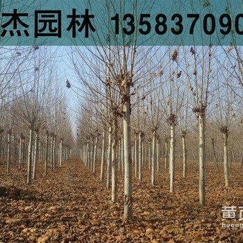 5公分法桐5公分速生法桐武漢5公分速生法桐價格