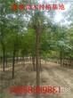 山东皂角树价格30公分移栽发帽皂角树多少钱一棵