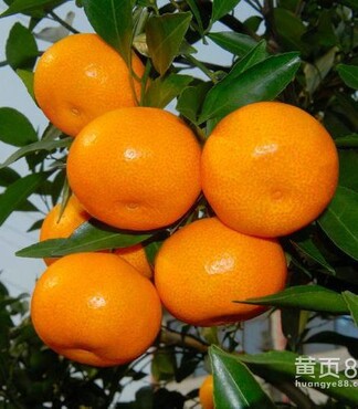 【新鲜水果广西柳城南丰蜜桔桔子砂糖桔橘子沙
