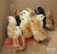 纯种越南斗鸡苗价格越南斗鸡养殖场山东斗鸡孵化场图片
