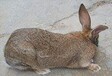 大型野兔养殖基地扩建项目野兔种兔报价