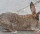 银川野兔种兔养殖技术野兔的回收合同